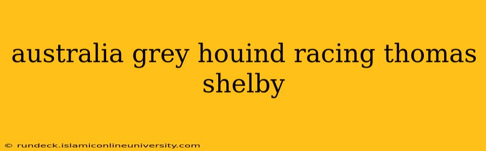 australia grey houind racing thomas shelby
