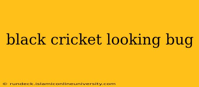 black cricket looking bug