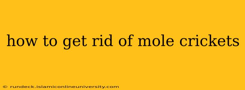 how to get rid of mole crickets