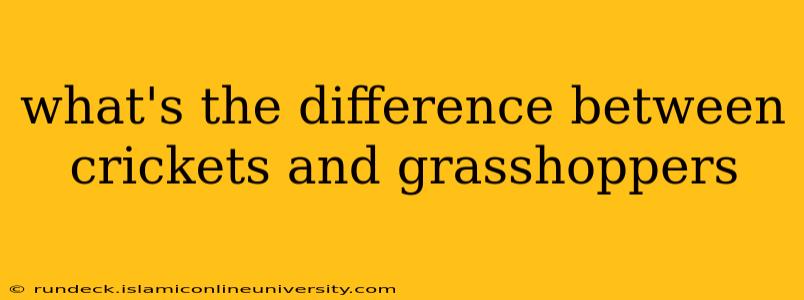 what's the difference between crickets and grasshoppers